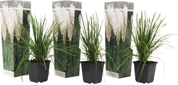 Immagine prodotto Plant in a Box Cortaderia selloana - Set di 3 erbe della pampa (25 cm)