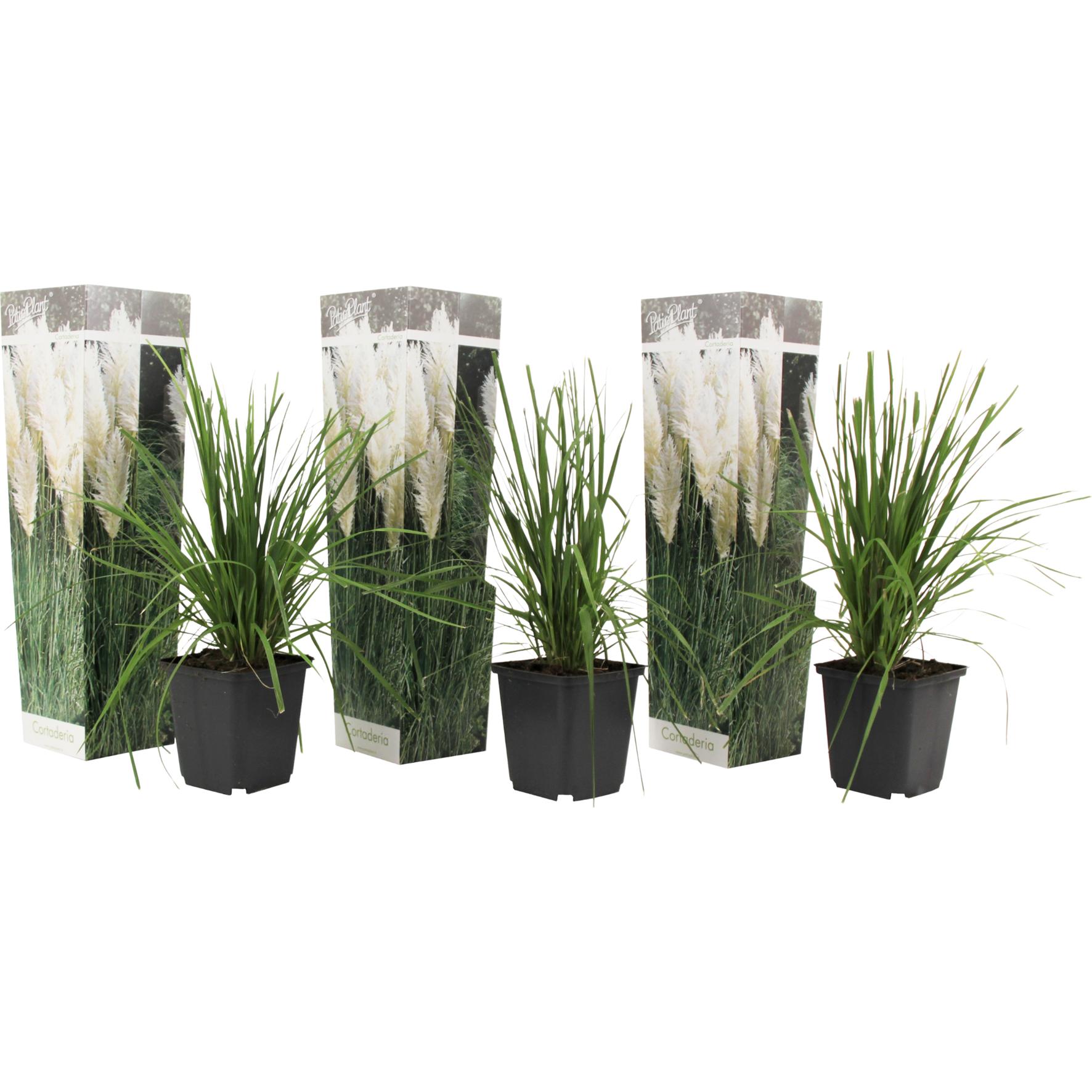 Plant in a Box, Pflanzen, Cortaderia selloana - 3er Set Pampasgräser (25 cm)
