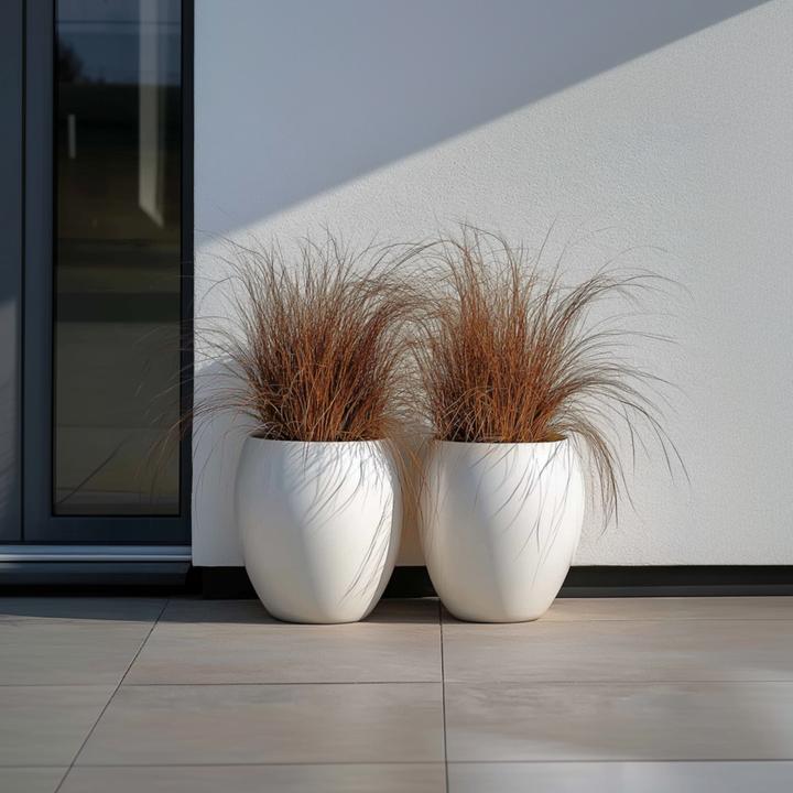Actual product image Plant in a Box Carex Bronco - set of 6 ornamental grasses (15 cm)