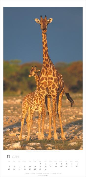 Produktbild Giraffen Kalender 2026 (33 x 68 cm)