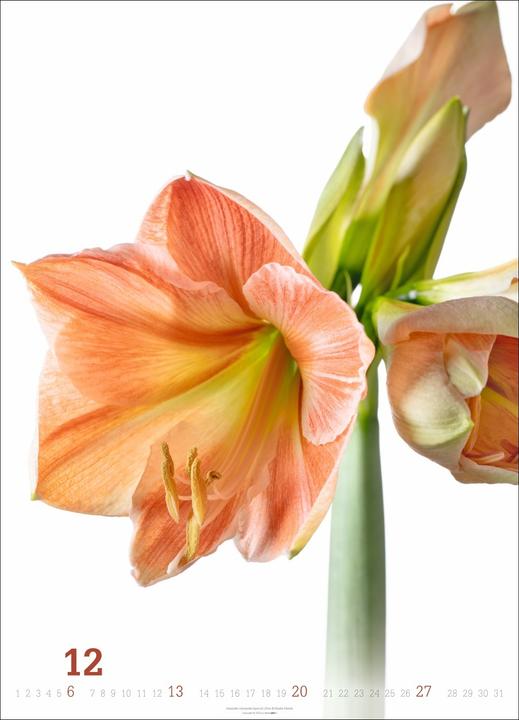 Produktbild Blütenbilder Kalender 2026 (49 x 68 cm)