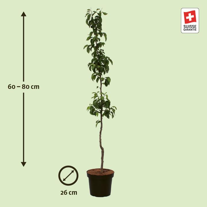 Actual product image Zulauf Columnar pear (70 cm)
