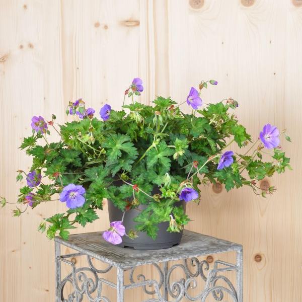 Produktbild Säntispracht Der starkwüchsige Storchschnabel - Geranium pratense 'Rozanne' (40 cm)