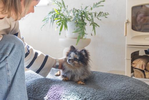 Image du produit Designed by Lotte Ribbed (Chien)