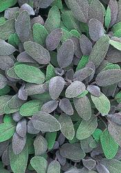 Actual product image Lubera Purple sage (Salvia officinalis)