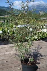 Lubera Pollmix maschile di olivello spinoso