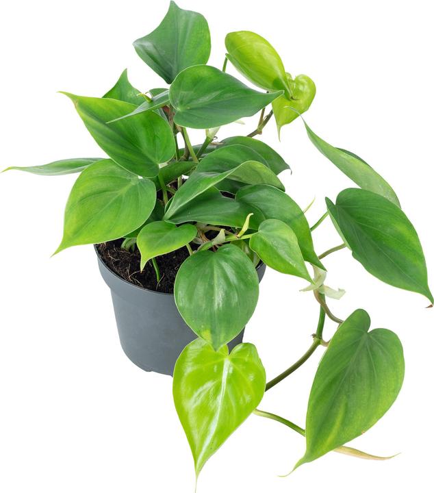 Actual product image Flowerbox Heartleaf philodendron - height ca. 20 cm, pot-Ø 12 cm - Philodendron scandens (20 cm)