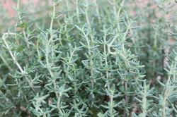 Immagine prodotto Lubera Timo nano (Thymus vulgaris)