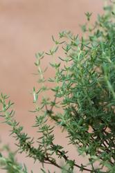 Immagine prodotto Lubera Timo nano (Thymus vulgaris)