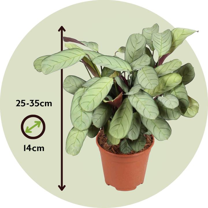Actual product image Plant in a Box Ctenanthe Burle-Marxii 'Amagris' - Korbmarante (25 cm)