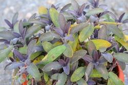 Lubera Purple sage (Salvia officinalis)