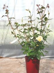 Actual product image Lubera Grand Nord® (in large container)