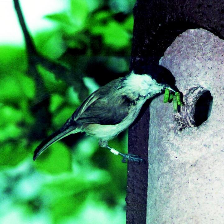 Actual product image Siena Garden Säntis