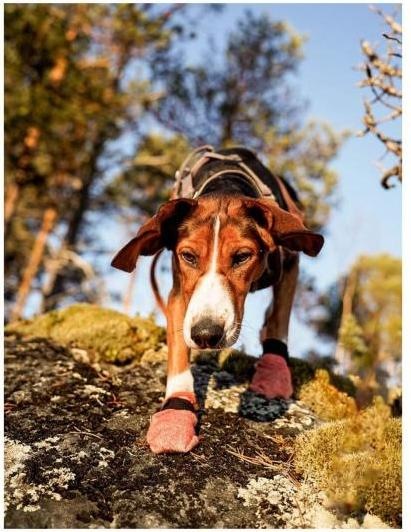 Immagine prodotto Non-Stop Dogwear Calze protettive leggere Protector per cani XS (XS)
