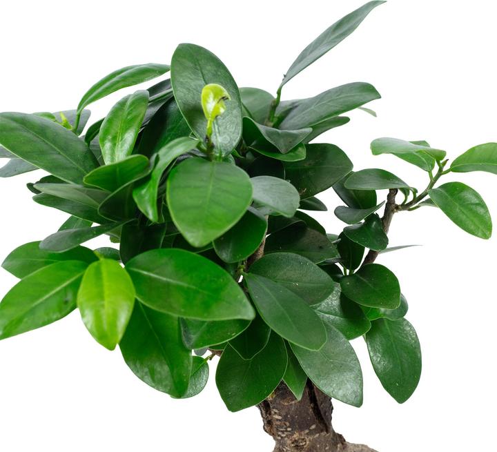 Immagine prodotto Flowerbox Bonsai - Ficus Ginseng (25 cm)