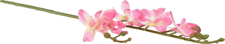 Produktbild DPI Mini Orchidee Phalaenopsis (20 cm)