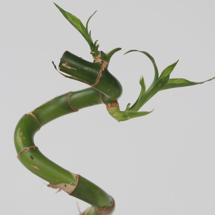 Immagine prodotto Plant in a Box Dracaena sanderiana - Set di 6 Lucky Bamboo (50 cm)