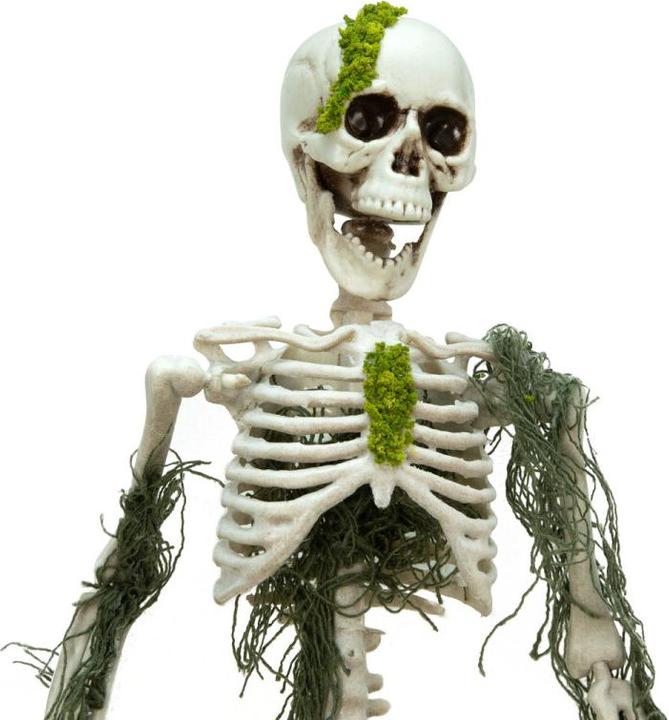 Actual product image Europalms Halloween skeleton with moss, 40cm