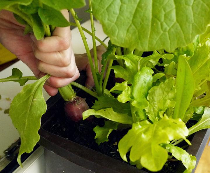 Produktbild Bio-Gärtnern am Fensterbrett (Deutsch, Birgit Lahner, 2020)
