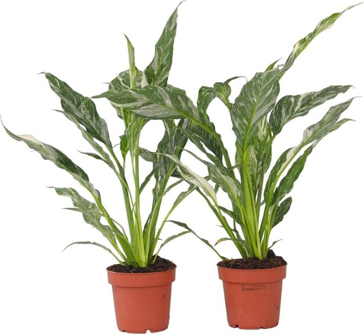 Produktbild Plant in a Box Spathiphyllum Diamond - 2er Set Diamant-Efeu (40 cm)