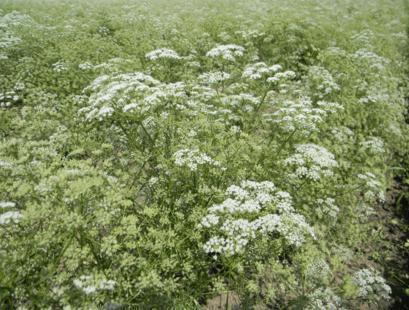 Actual product image Sonnentor Anis ganz Bio (50 g)