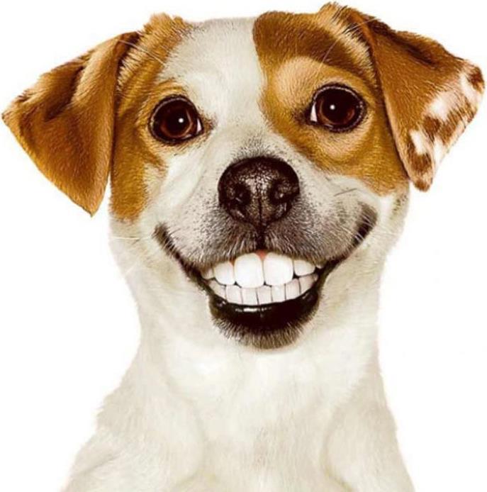 Image du produit Pedigree DENTASTIX™ Daily Oral Care chiens moyens (Adulte, 4 pcs, 3387 g)
