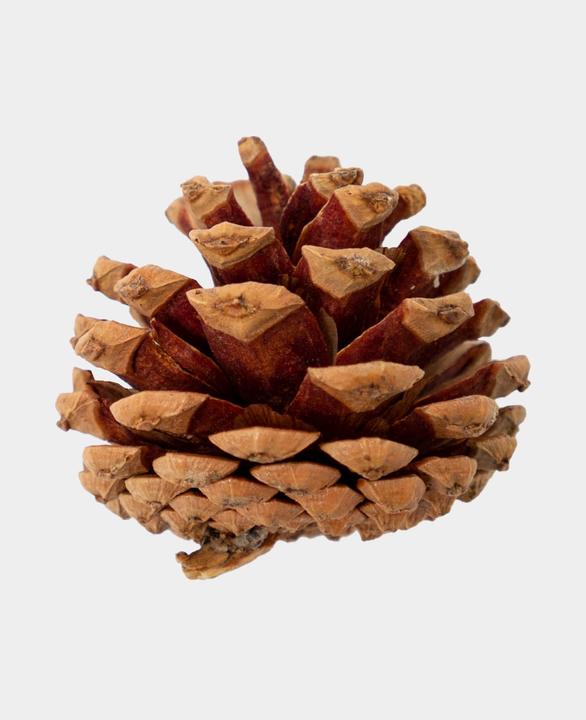 Actual product image I Am Creative Pine cones, mini pine cones, decorative cones