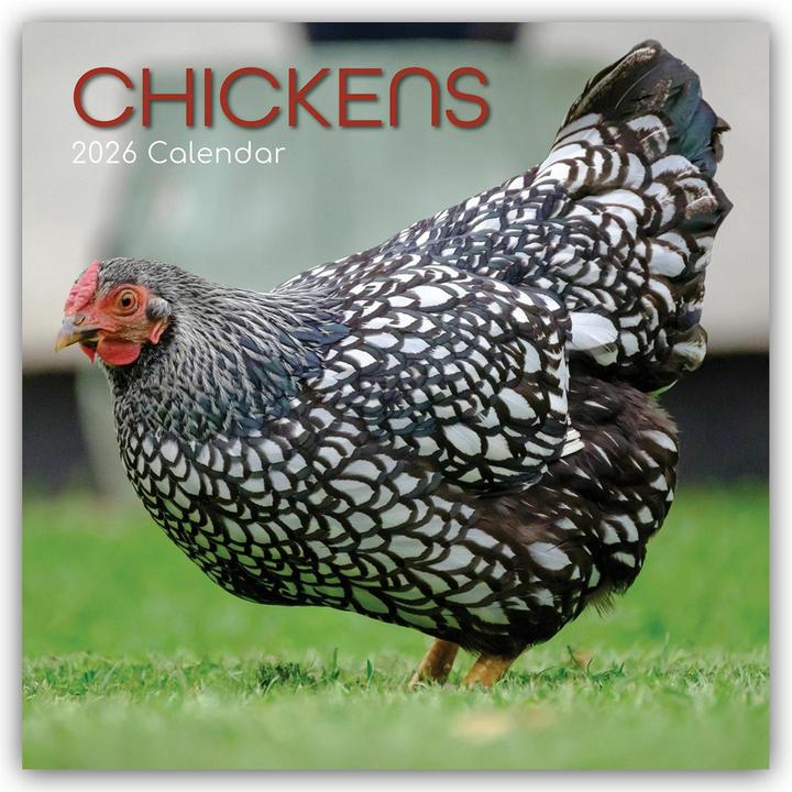 Actual product image Gifted Stationery Co. Ltd:Chickens - Hü