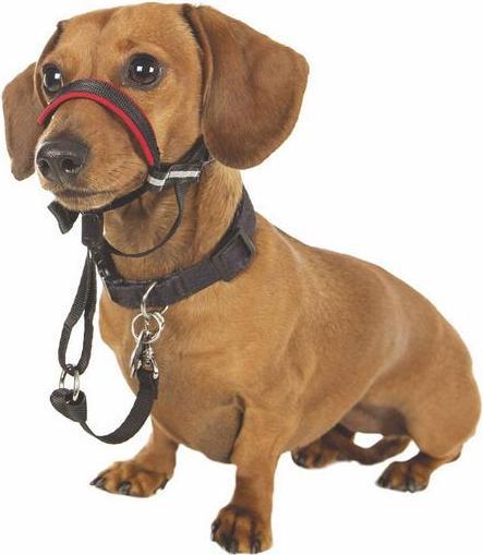 Immagine prodotto Company of Animals Halti Optifit Kopfgeschirr (S, Cane, Passeggiare)