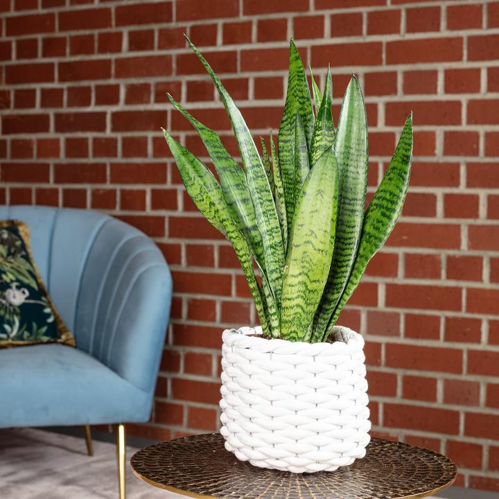 Produktbild Flowerbox Bogenhanf - Sansevieria zeylanica (45 cm)