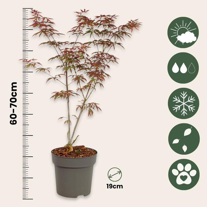 Actual product image Plant in a Box Acer palmatum 'Starfish' - Ahorn Baum (60 cm)