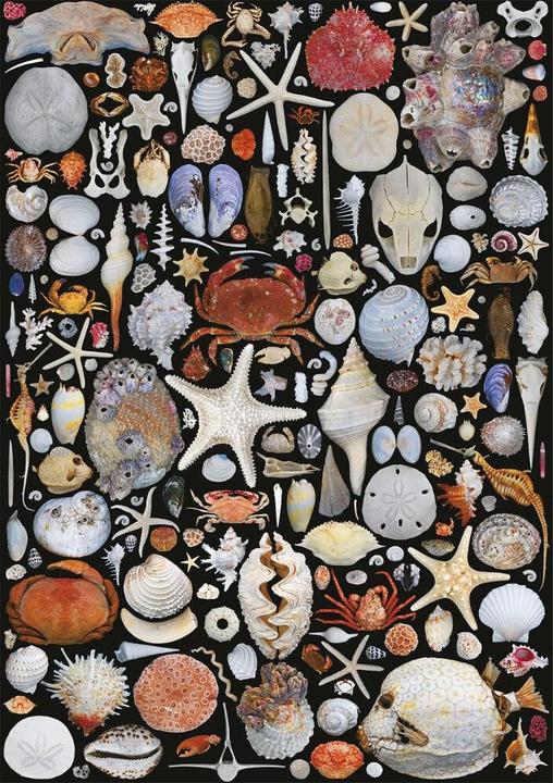 Immagine prodotto Piatnik Flotsam e Jetsam, puzzle, 1000 pezzi (1000 pezzi)