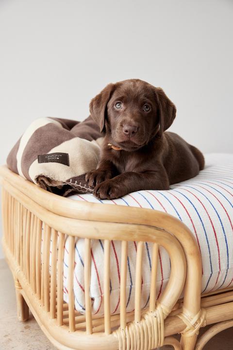 Immagine prodotto Oyoy Otto (Cane)