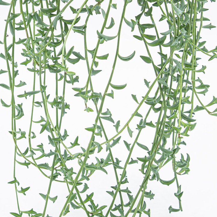 Actual product image Kakteen Gautschi Senecio Dolphin (45 cm)