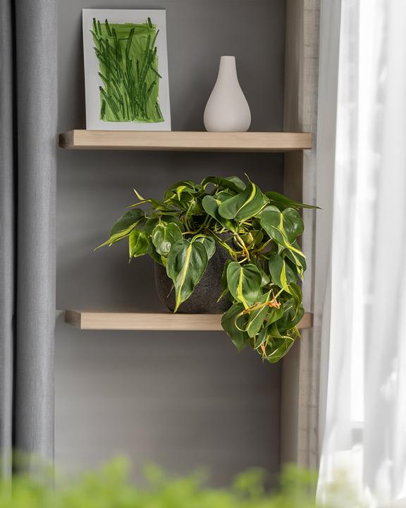 Image du produit feey Philodendron scandens Brasil (15 cm, Fraîchement rempotés)