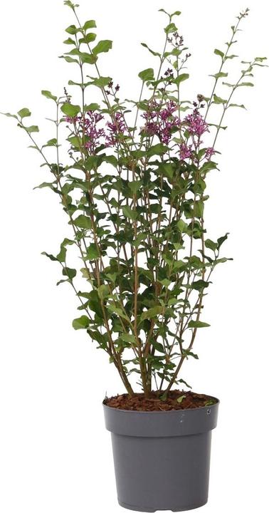 Produktbild Plant in a Box Syringa Bloomerang Dark Purple - Flieder (55 cm)