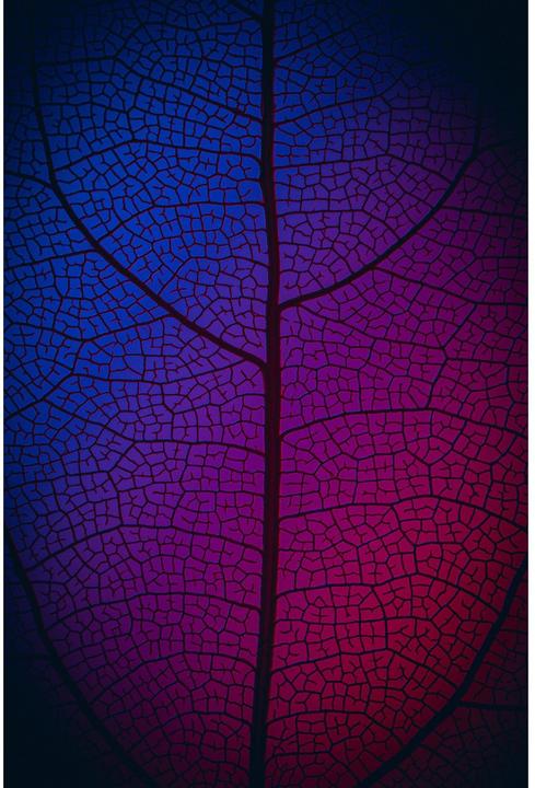 Immagine prodotto Venus Optic Lunghezza focale fissa Laowa 85 mm f/5.6 2X APO - Nikon Z (Nikon Z, Full frame)