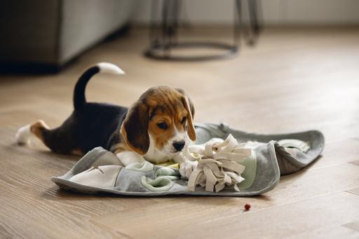 Produktbild Beeztees Schnüffelmatte Doeka (Welpenspielzeug)