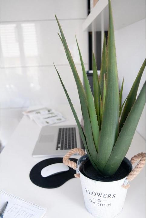 Actual product image Europalms Aloe-Vera (60 cm)