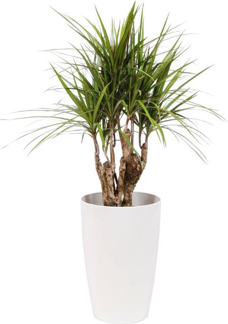 Immagine prodotto Fresca-Plant Dracaena marginata (29 cm)