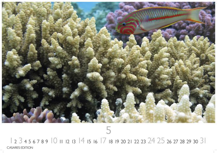 Actual product image Unterwasserwelten 2026 S 24x35cm (24 x 35 cm)