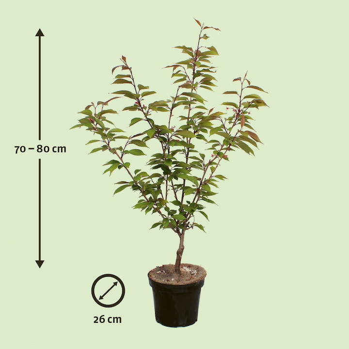 Produktbild Zulauf Jap. Nelken-Kirsche / Prunus serr. 'Kanzan' (80 cm)