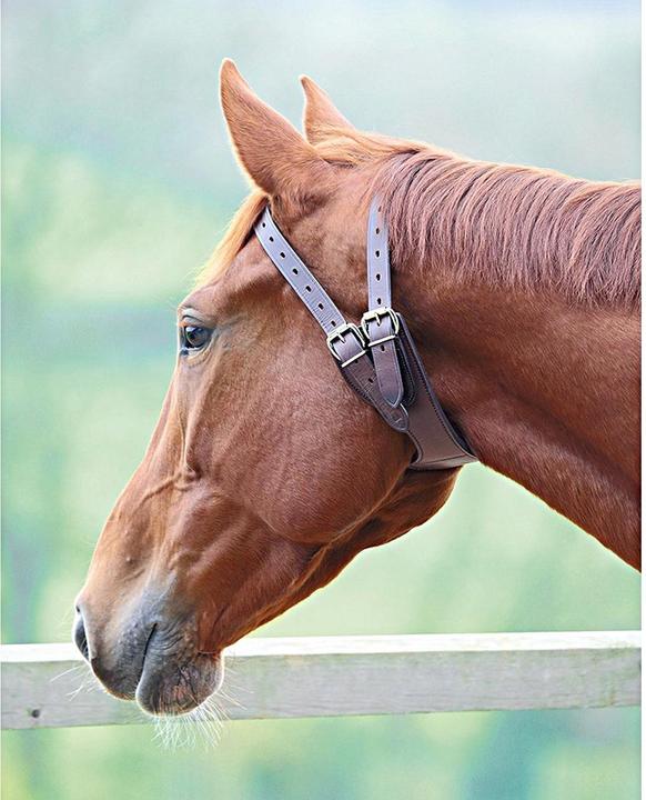 Actual product image Shires Horse bucking strap leather