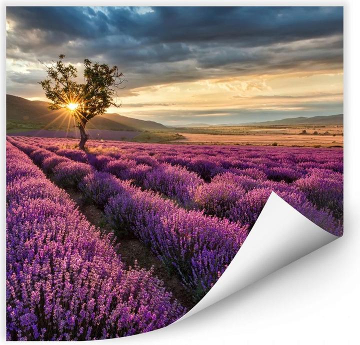 Produktbild Trenddeko Lavendelblüte in der Provence (70 x 70 cm)