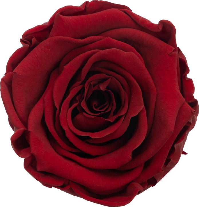 Produktbild Migros Ostschweiz Premium Rosen (Infinity Blumen)
