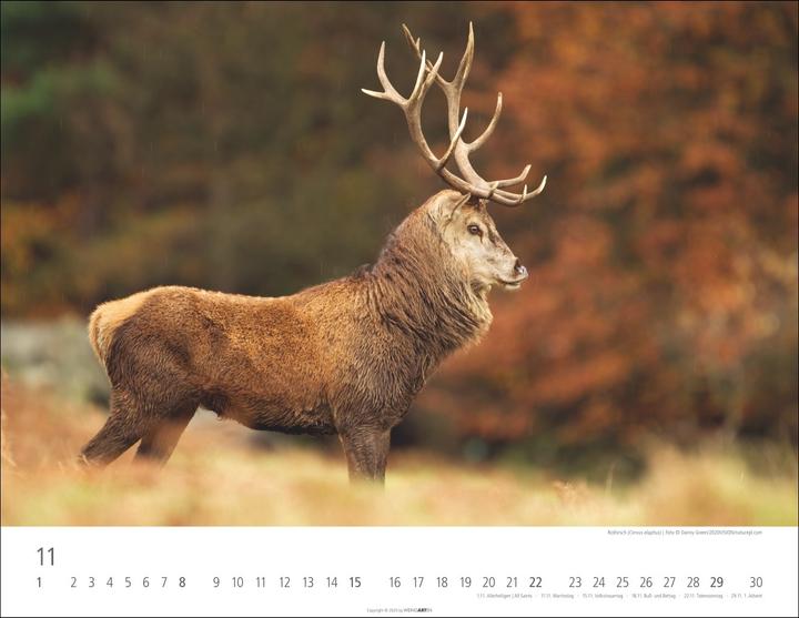Actual product image Heimische Wildtiere Kalender 2026 (44 x 34 cm)