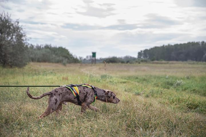 Immagine prodotto Julius-K9 K9 Mantrailing/Outd. sele, Str.: S/Uv Orange con bordo neon (S, Cane, Sport cane, Generale)