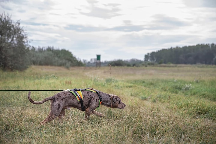 Immagine prodotto Julius-K9 K9 Mantrailing/Outd. sele, Str.: S/Uv Orange con bordo neon (S, Cane, Sport cane, Generale)
