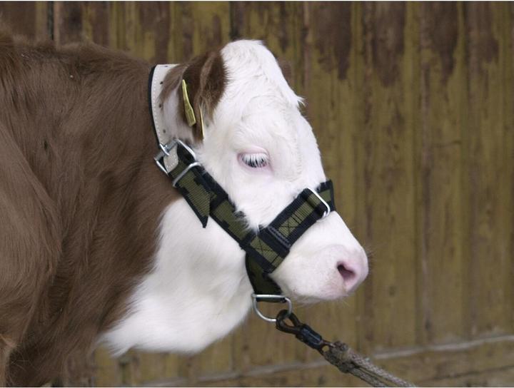 Actual product image Kerbl Calf and young cattle halter