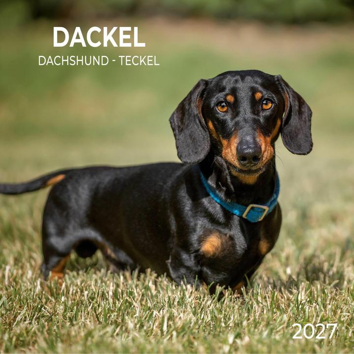 Produktbild Dackel / Dachshund 2027